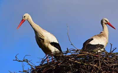 Porodní večírek – téma: „Představa a realita porodu“